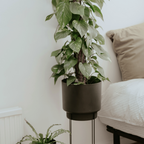 Vase ROBERT
